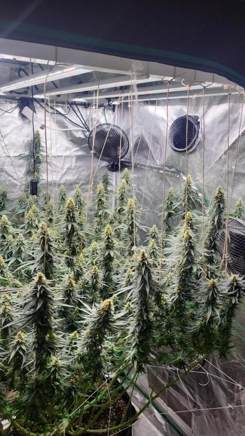 Purple bud. Week 6