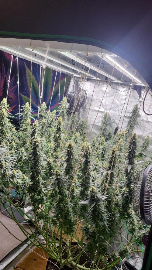 Purple bud. Week 6