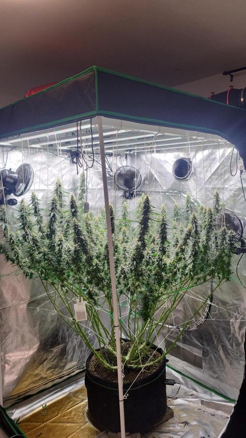 Purple bud. Week 6
