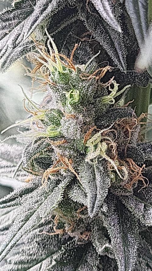 Purple bud. Week 6