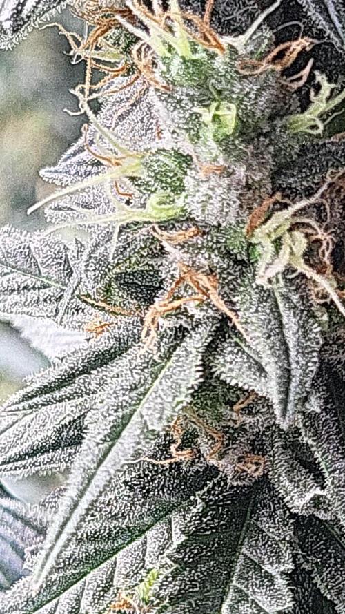 Purple bud. Week 6
