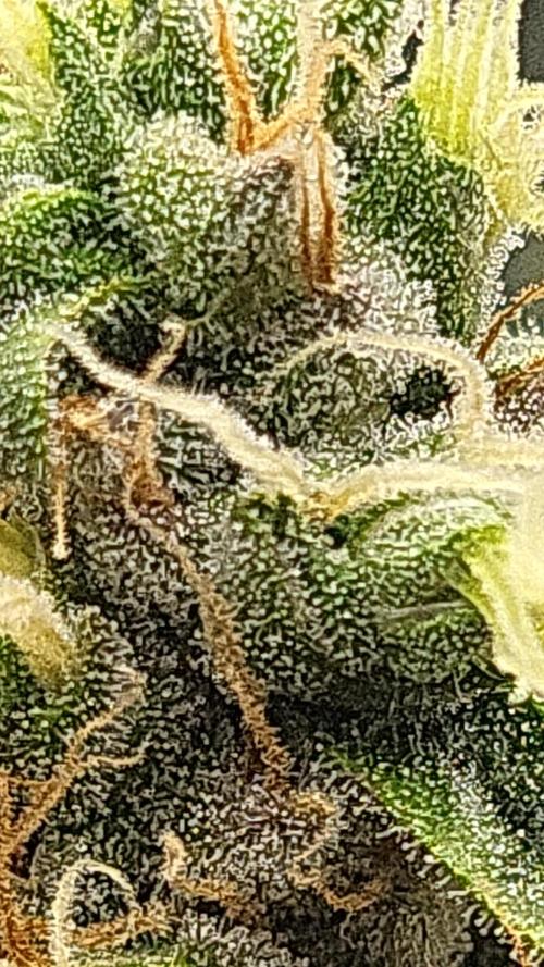 Purple bud. Week 6