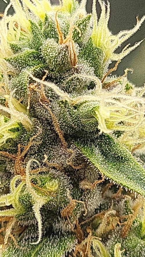 Purple bud. Week 6