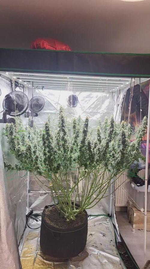 Purple bud