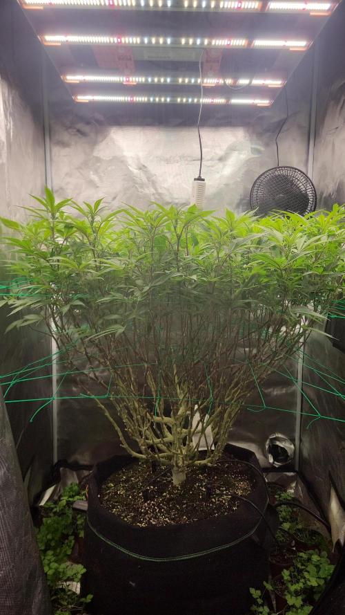 lemon shining silver haze. Week 1