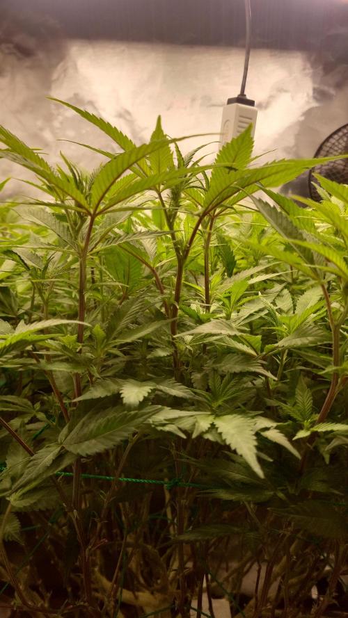 lemon shining silver haze. Week 1