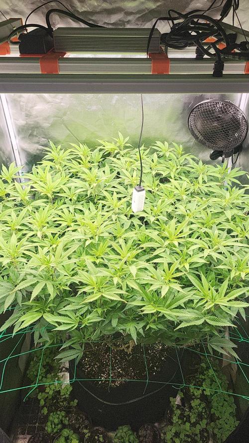 lemon shining silver haze. Week 1