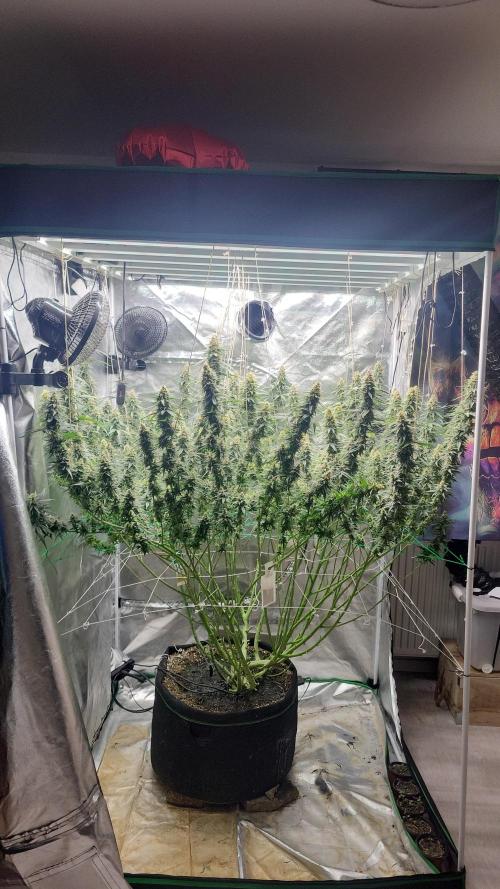 Purple bud. Week 7