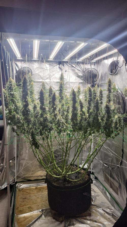 Purple bud. Week 7