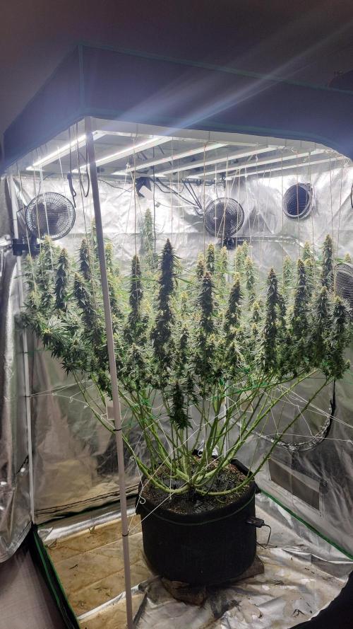 Purple bud. Week 7