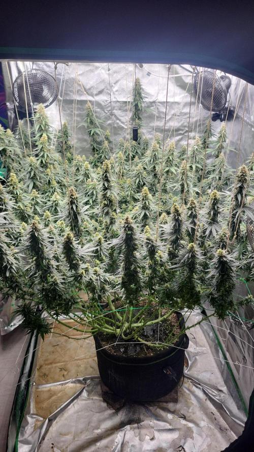 Purple bud. Week 7