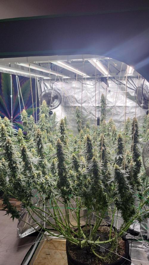Purple bud. Week 7