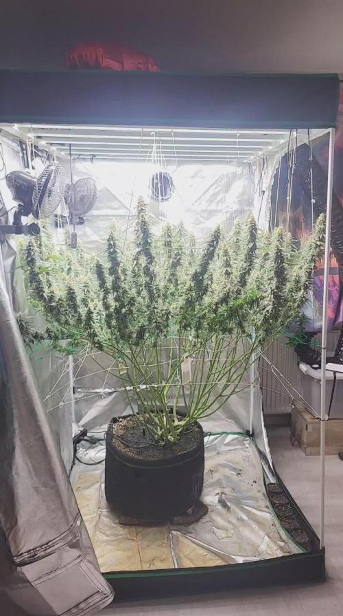 Purple bud