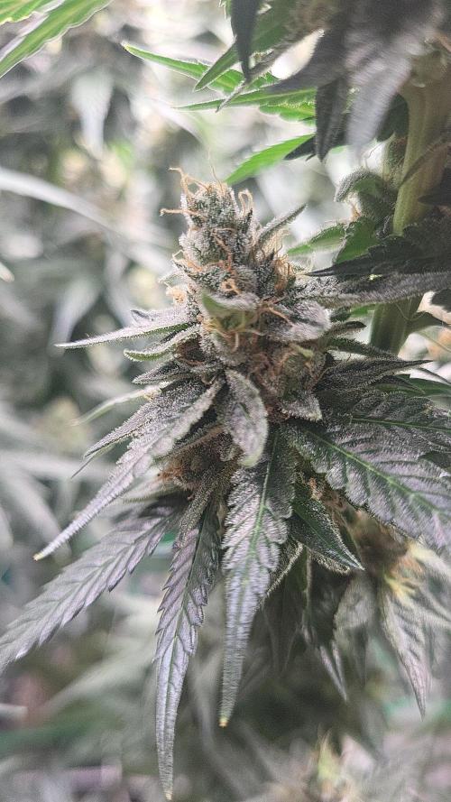 Purple bud. Week 7
