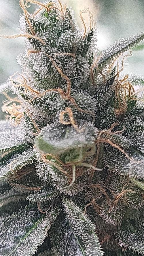 Purple bud. Week 7