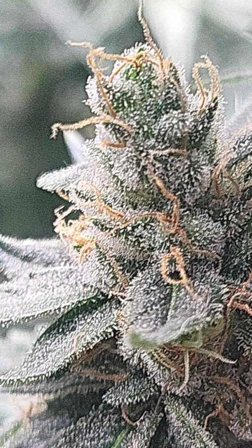 Purple bud. Week 7