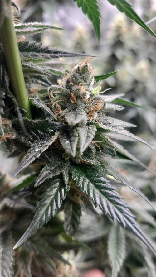 Purple bud. Week 7