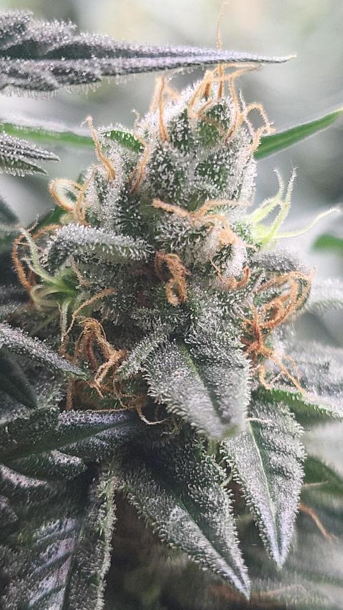 Purple bud. Week 7
