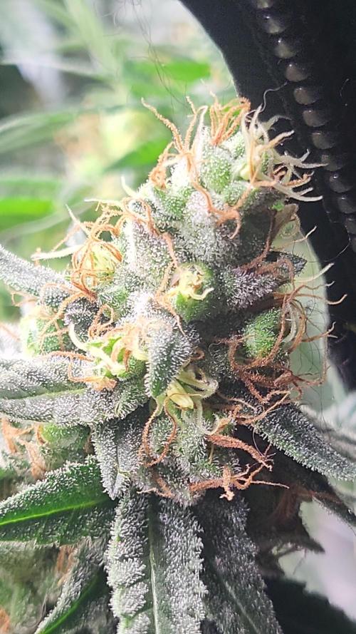Purple bud. Week 7