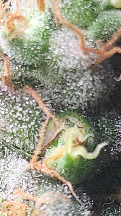 Purple bud. Week 7