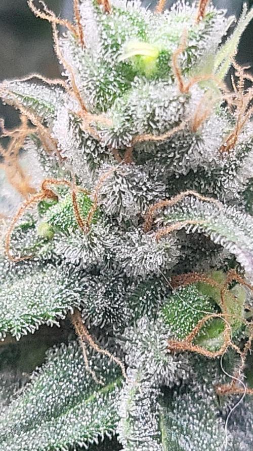 Purple bud. Week 7