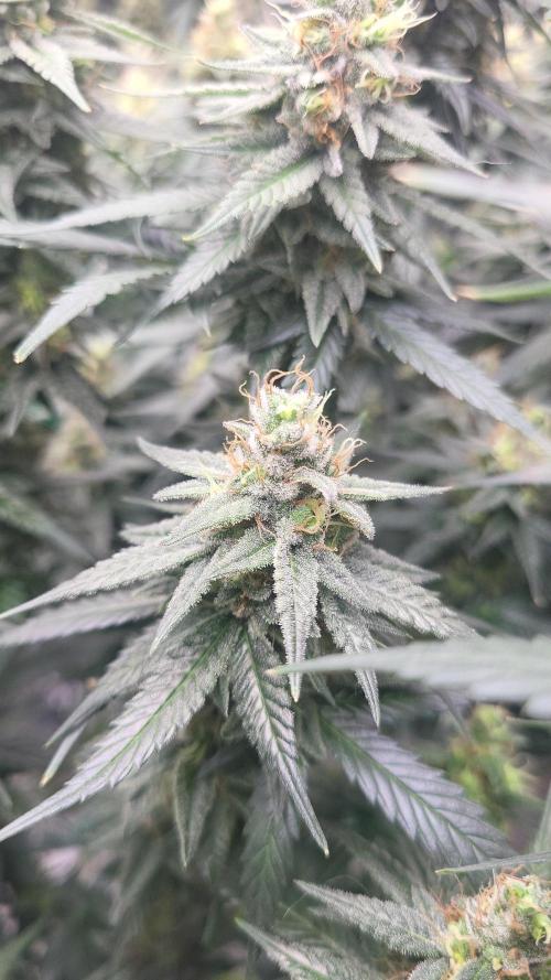 Purple bud. Week 7