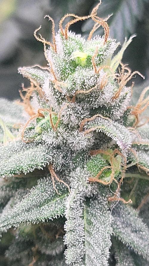 Purple Bud. Week 7