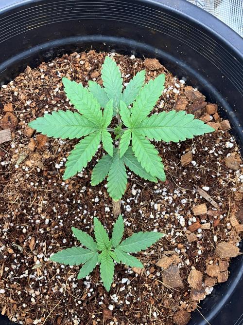 Gorilla glue #1#2. Week 2 - 2 seeds planted same time it will be fun watching her try catch her sister 