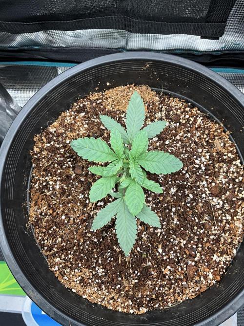 Maybe white widow. Week 3