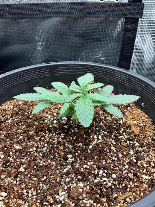 Maybe white widow. Week 3
