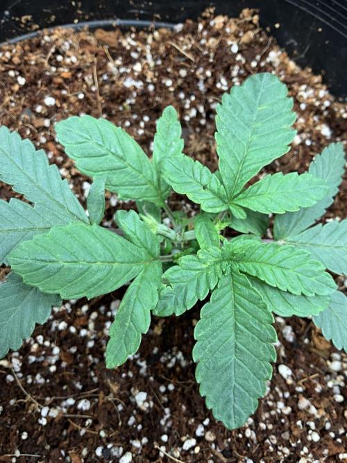 Maybe white widow. Week 3