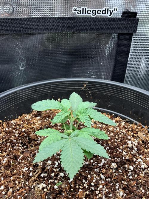 Maybe white widow. Week 3