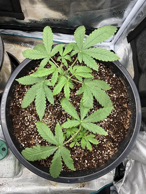 Gorilla glue #1#2. Week 3