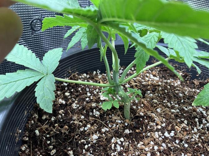 Gorilla glue #1#2. Week 3