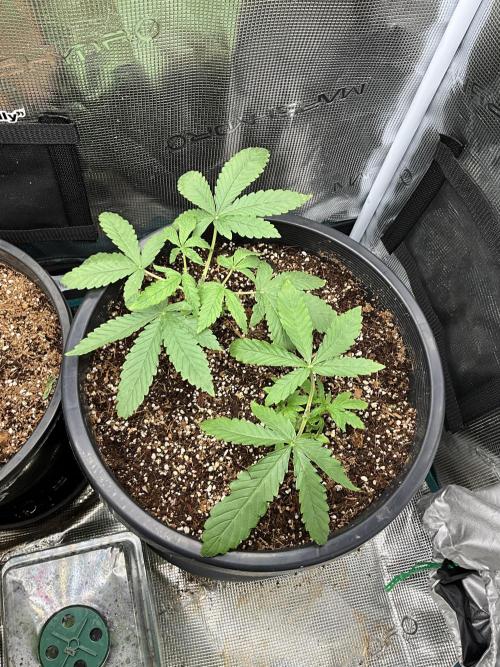 Gorilla glue #1#2. Week 3
