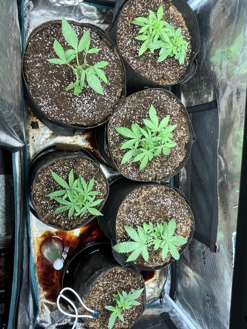 Gorilla glue #1#2. Week 3