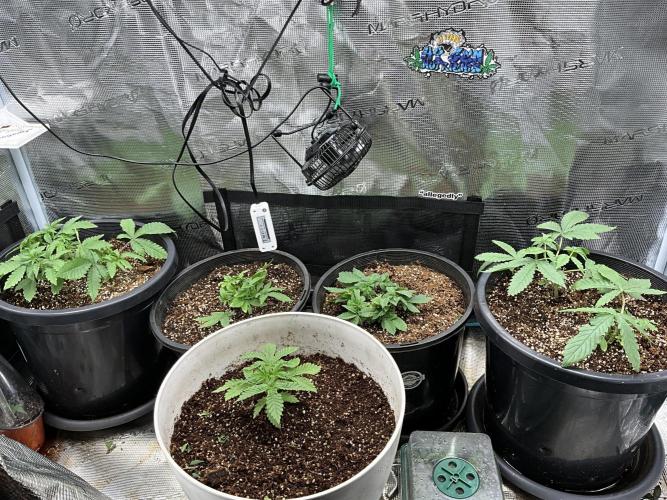 Gorilla glue #1#2. Week 3