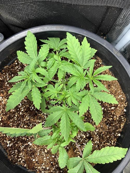 Gorilla glue #1#2. Week 3
