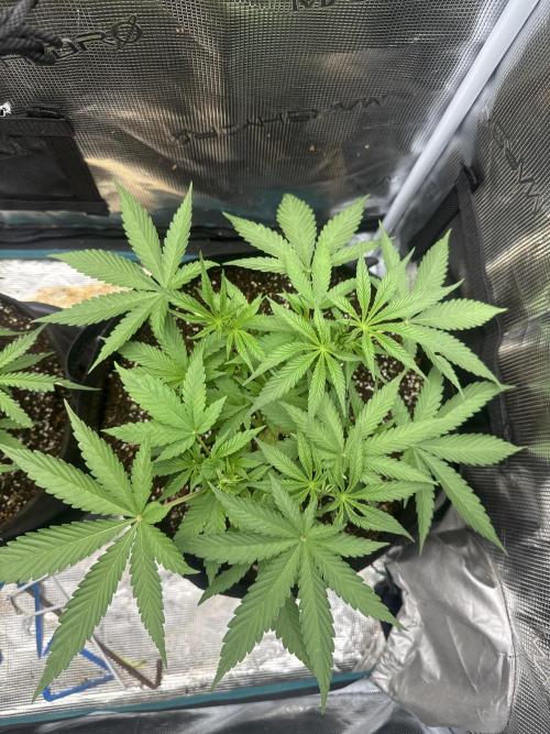 Gorilla glue #1#2. Week 4