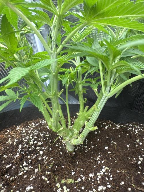 Gorilla glue #1#2. Week 4