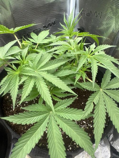 Gorilla glue #1#2. Week 4