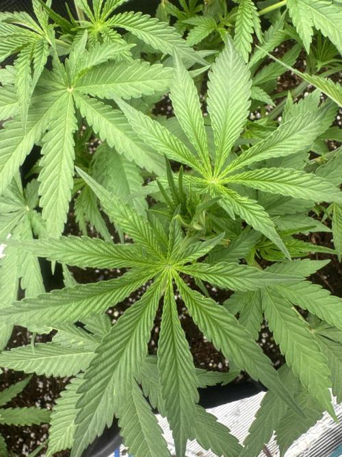 Gorilla glue #1#2. Week 4