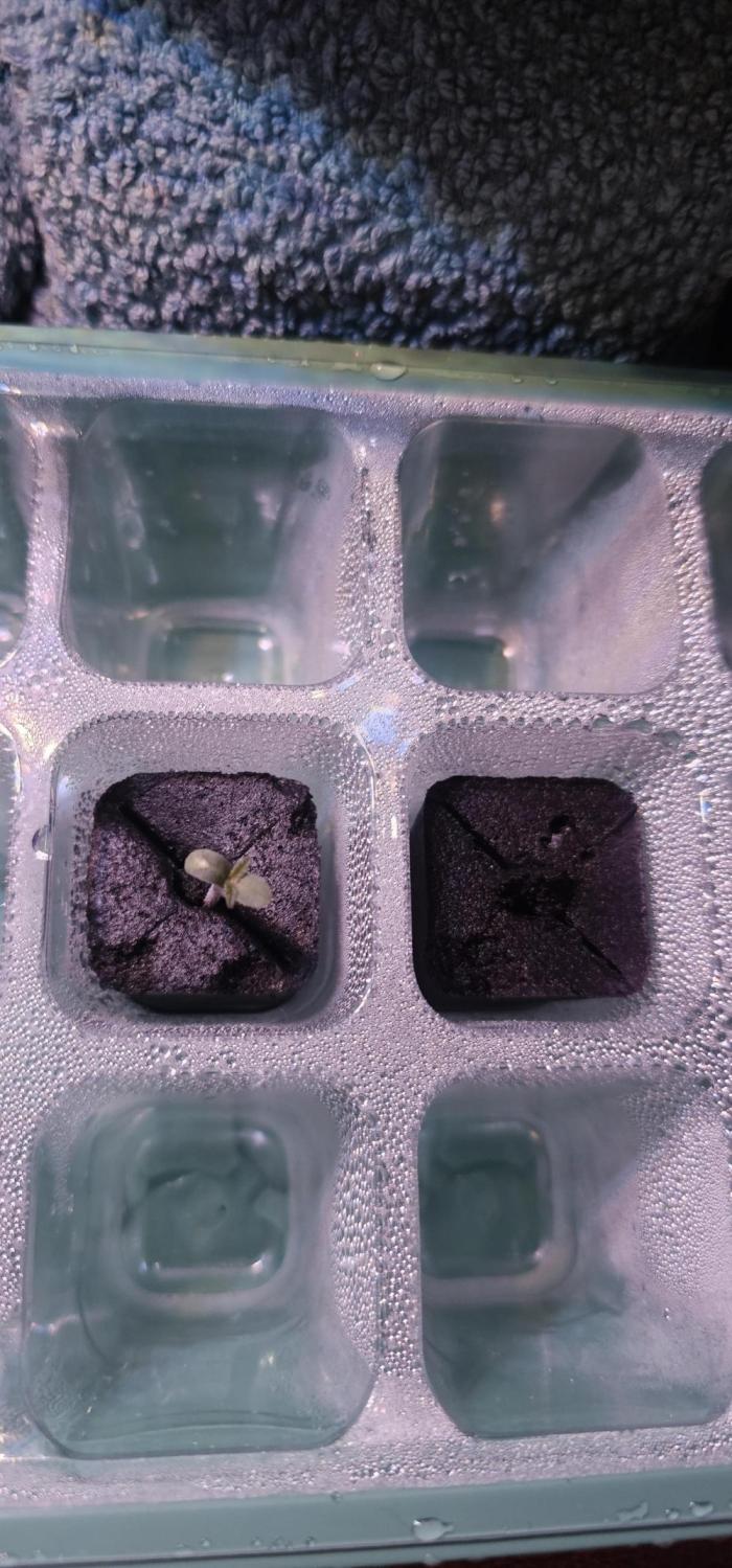 First Grow. Week 0 - day 4 for left and 2 for right. I believe I watered the humidity dome too much