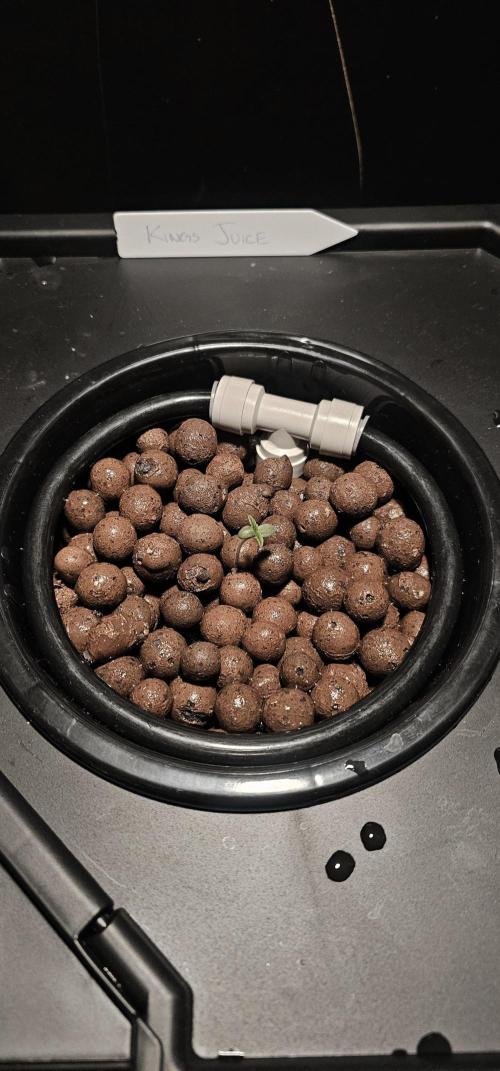 First Grow. Week 2 - starting of week 2. moved my plant into its DWC pot water at 6 ph ..