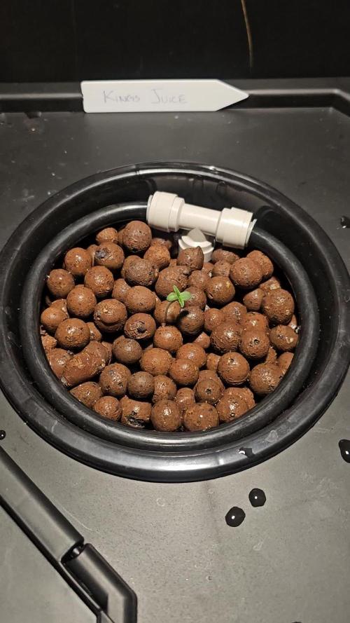 First Grow - DWC