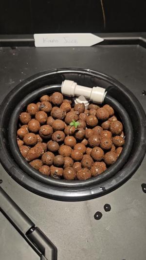 Comment by K0KA420 photo #1