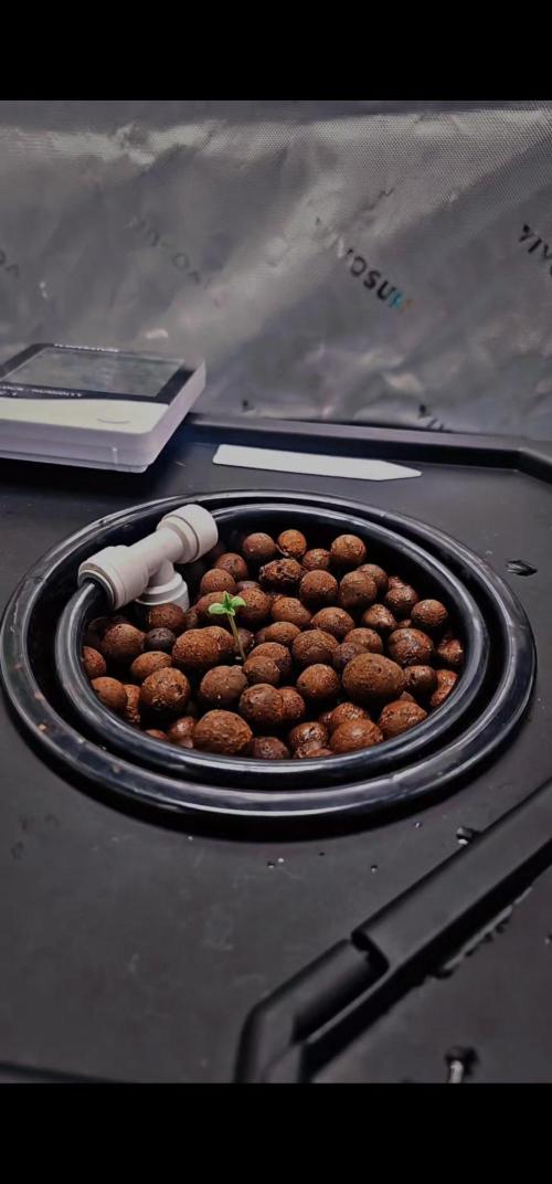 First Grow. Week 2 - day 10 transferred dwc to my vivosun tent. 