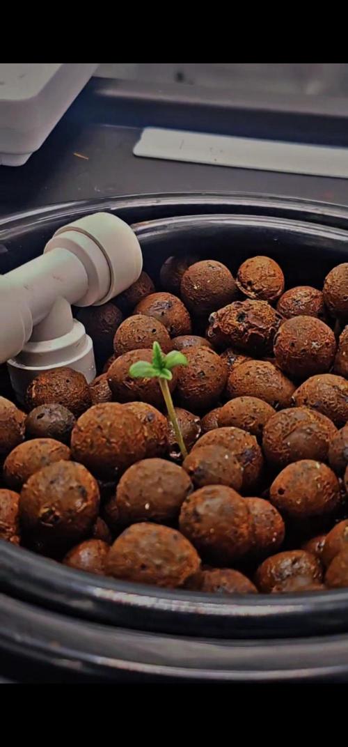 First Grow. Week 2 - day 10 The plant has not grown yet, roots still trying to reach floor. 