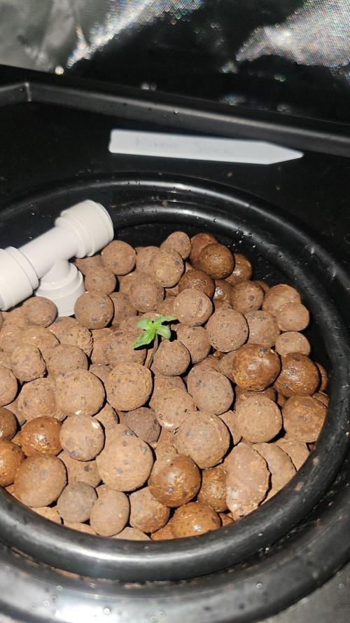 First Grow. Week 2 - day 14 ...slow growth however changed the water today and refreshed with nutrien