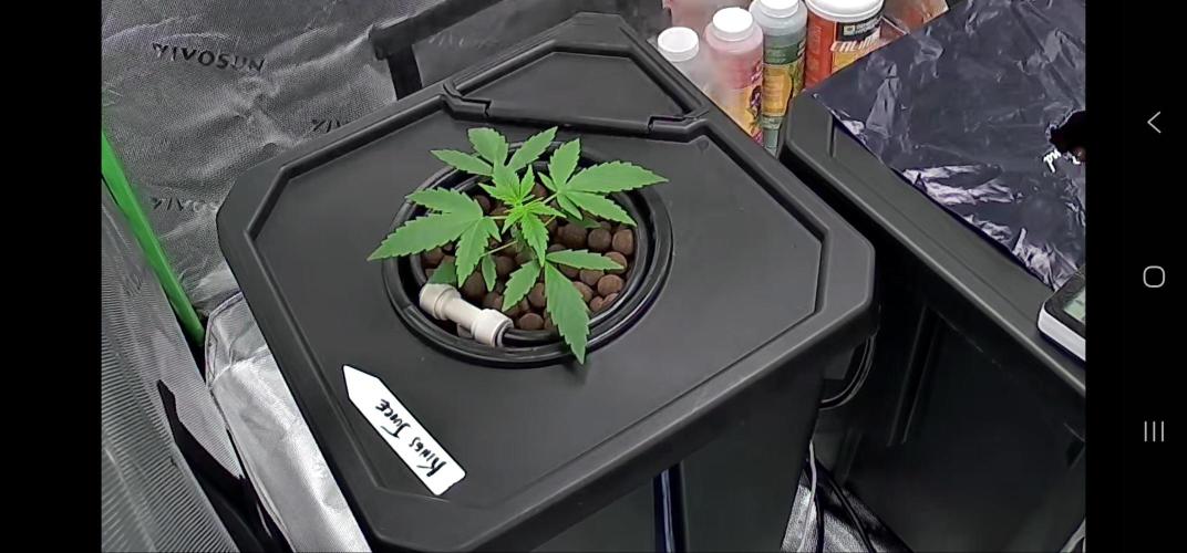 First Grow - DWC. Week 3 - end of week 3